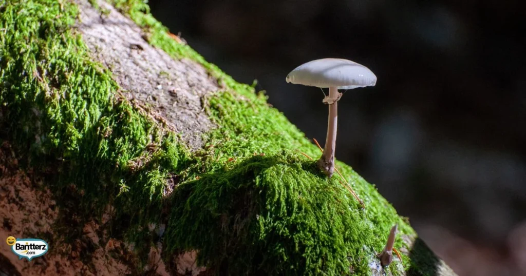 Baby Themed Mushroom Puns