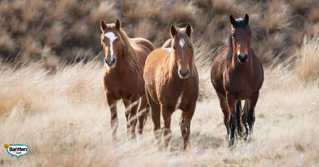 Best Horse Jokes Ever