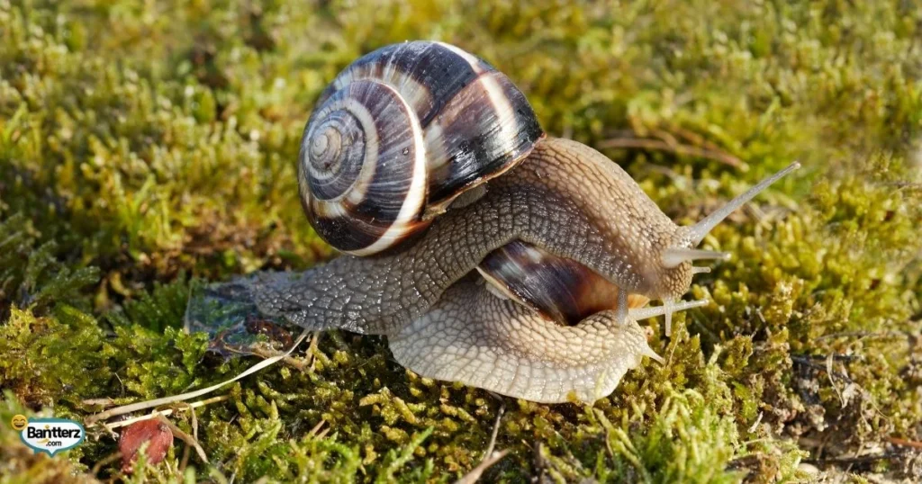 Clean And Family Friendly Snail Jokes