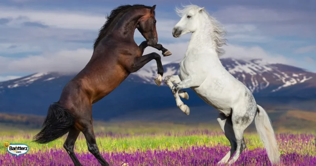 Clever Horse Puns For Instagram