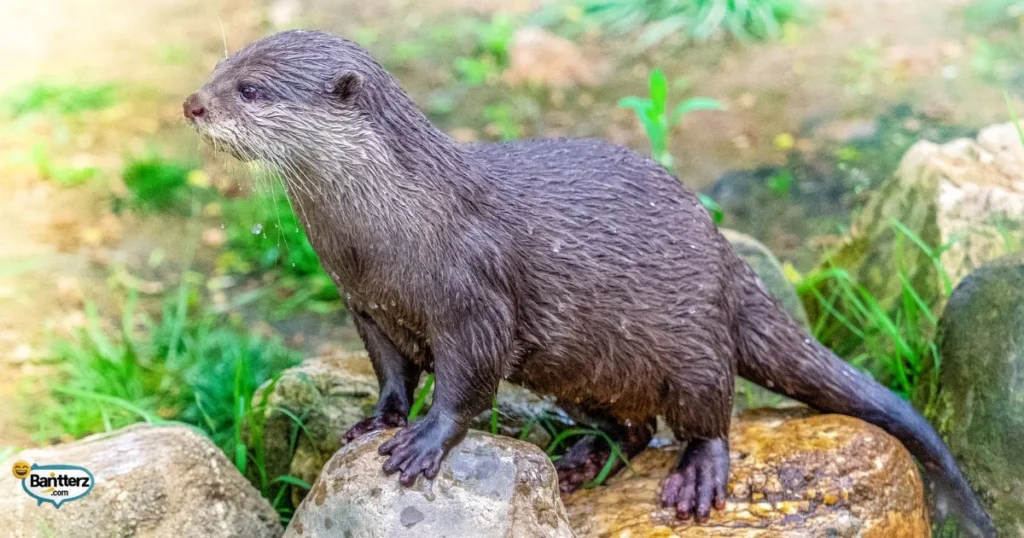 Clever Sea Otter Puns