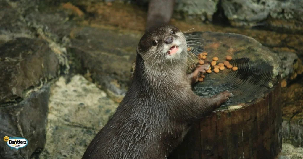 Funny Otter Sayings