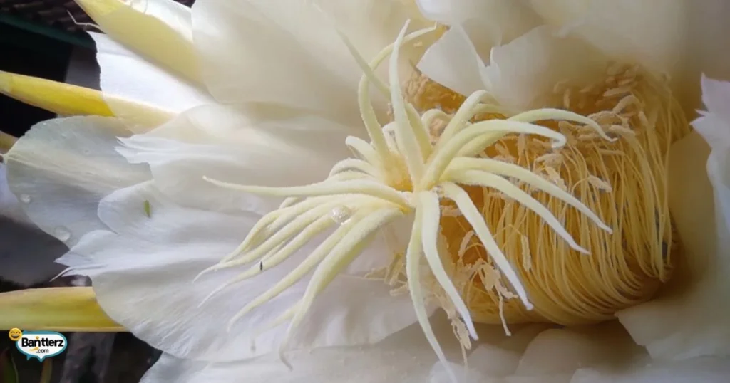 Hilarious Cephalopod Humor