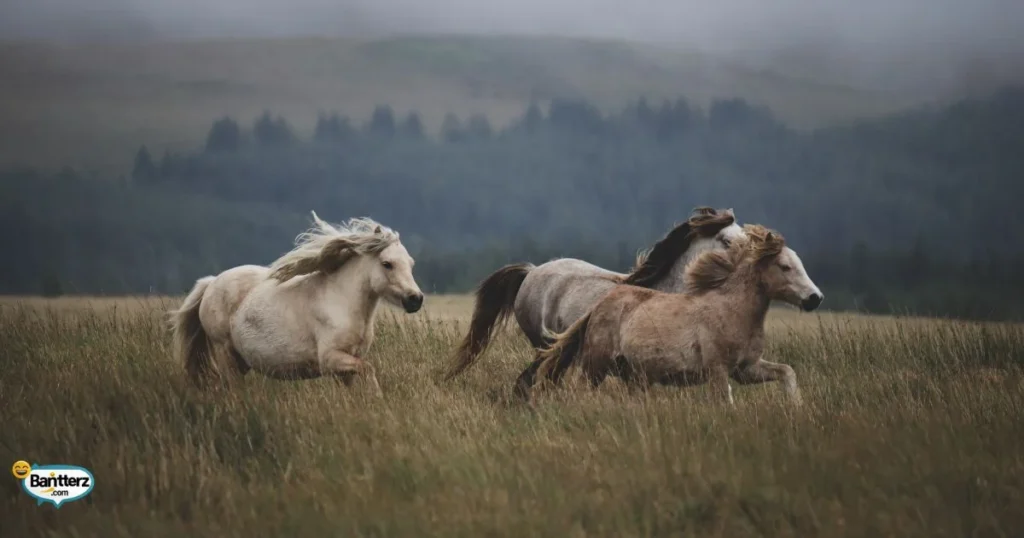 Horse Puns For Tourists And Travelers