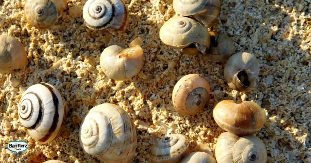 Iconic Sayings With A Snail Twist