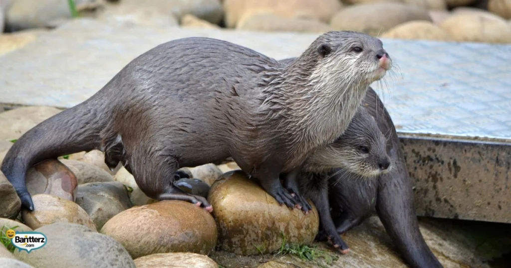 Instagram Otter Captions