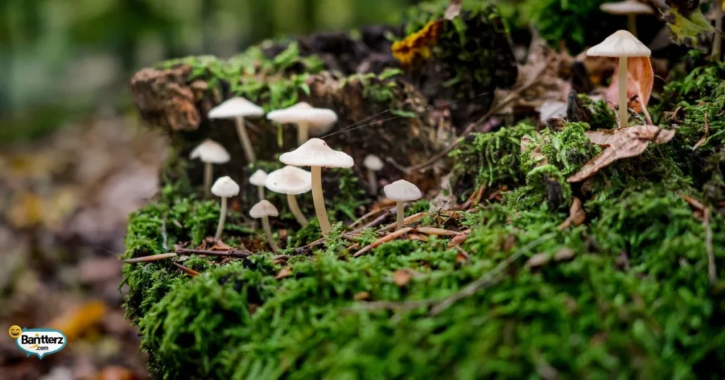 Mushroom Fungi And Fungus Jokes