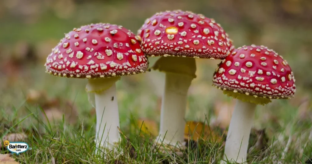 Mushroom Instagram Captions