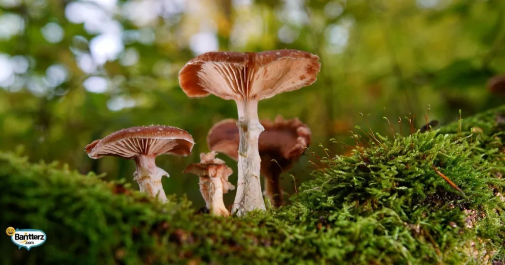 Mushroom Puns That Celebrate Nature Lovers