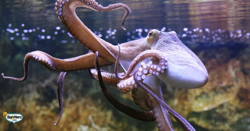 Octopus Tentacle Joke