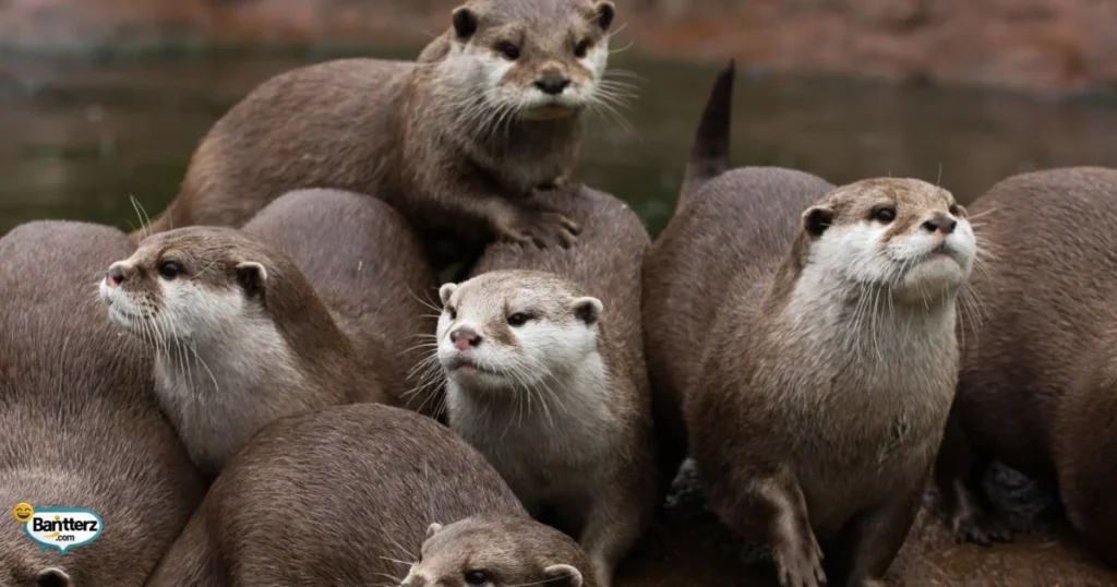 Otter Puns Mothers Day