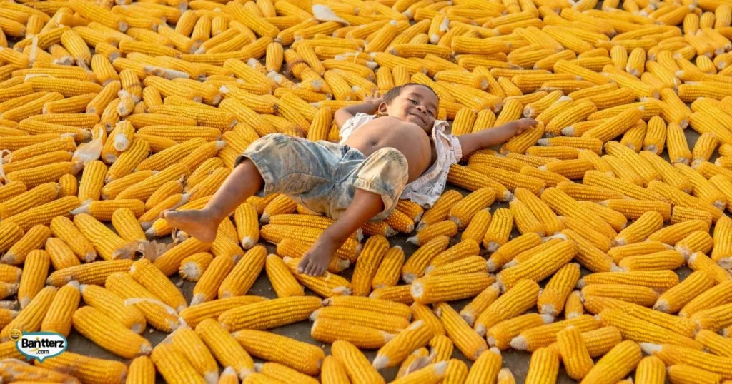 Short Funny Corn Puns