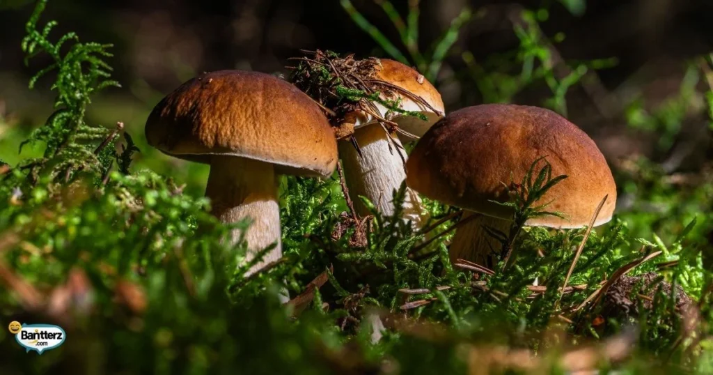 Short Mushroom Jokes