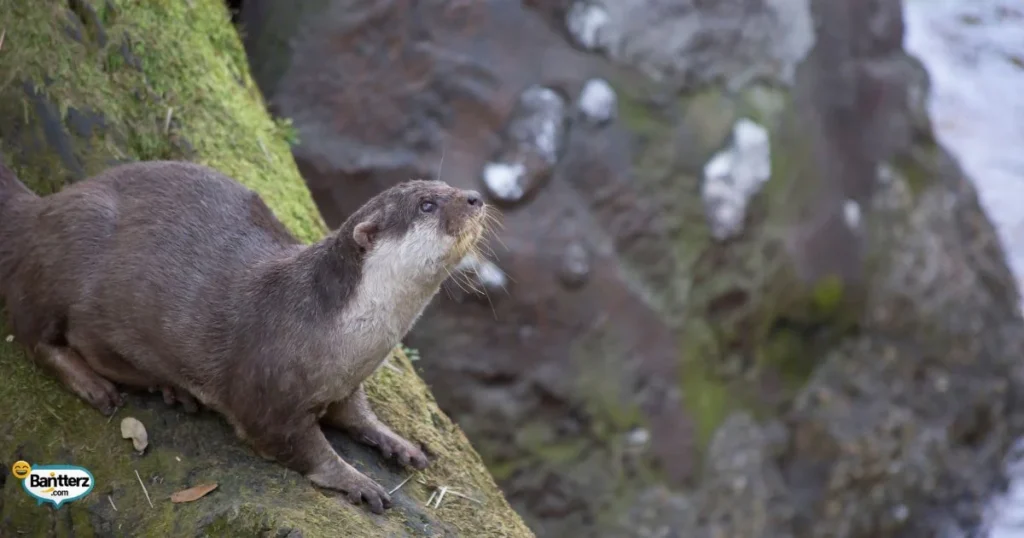 Silly Otter Antics
