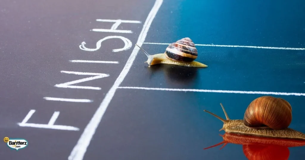 Snail Jokes For Tiktok