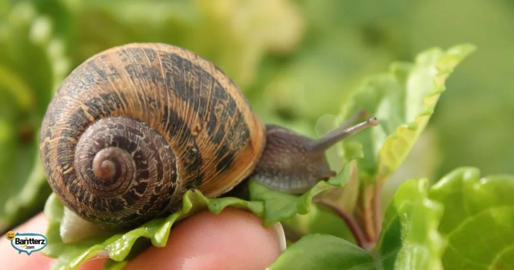 Snail Puns And Jokes For Adults