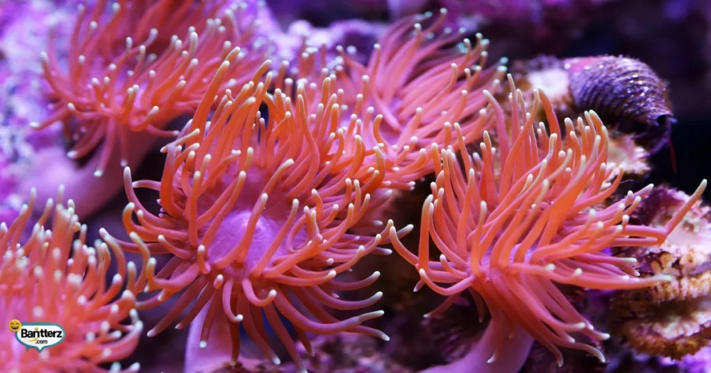 Tentacle Appearance Puns