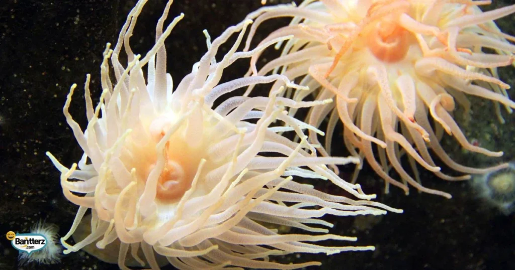 Tentacle Birthday Puns