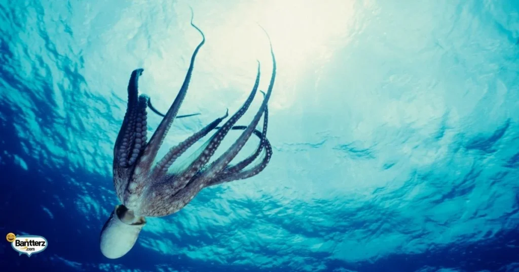 Tentacle Jokes That Get Giggles