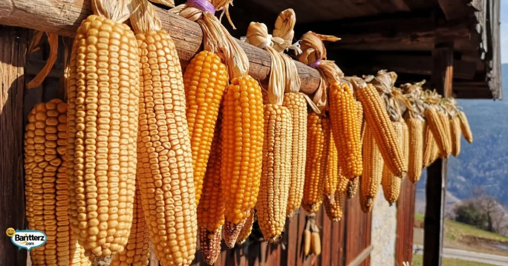 Unique Corn Humor Lines