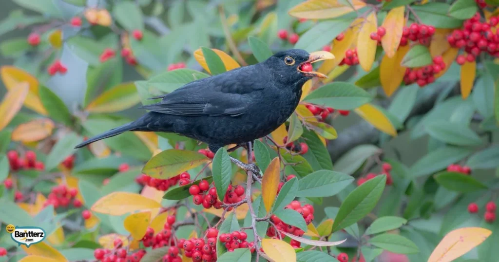Berry Double The Pun Double The Fun