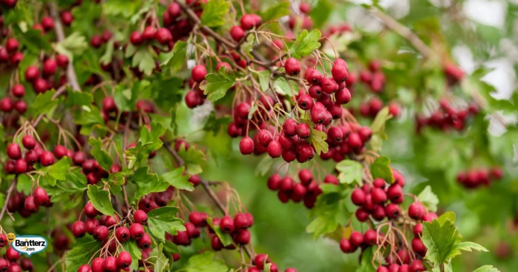 Berry Puns And Quotes