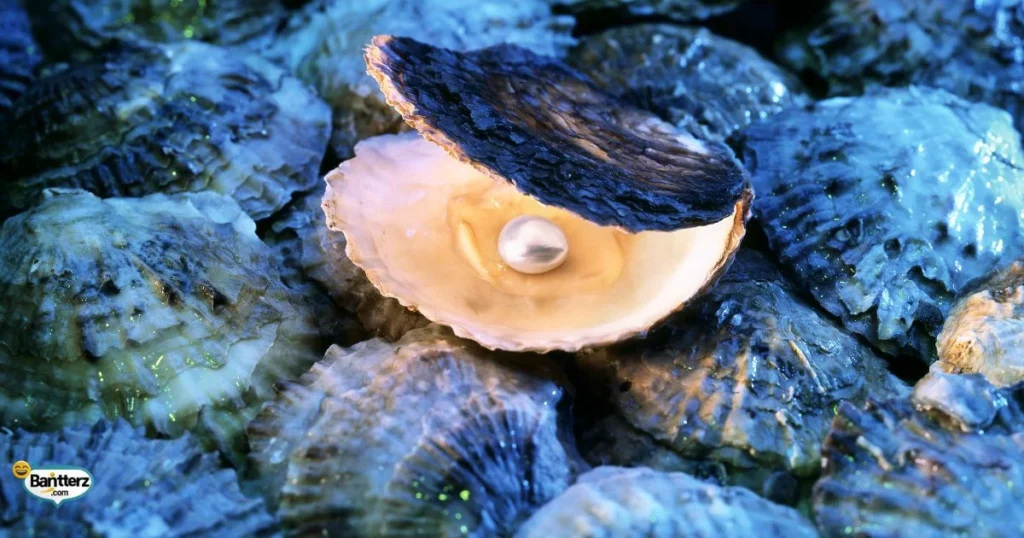 Funny Oyster Puns