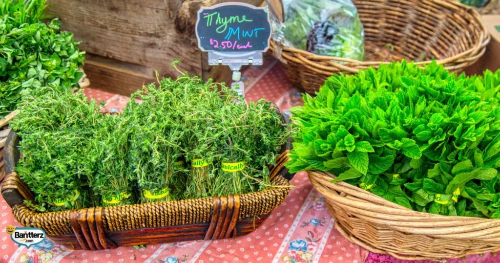 Hilarious Mint Memes