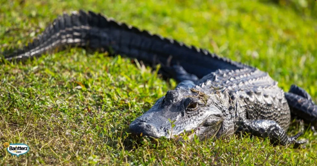 Alligator Puns And Jokes