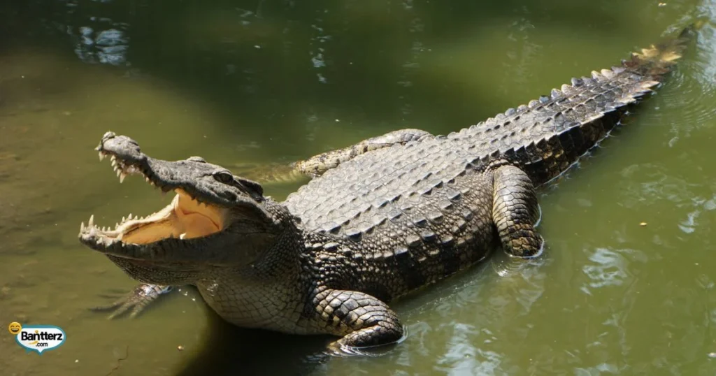 Classic Alligator Life Puns