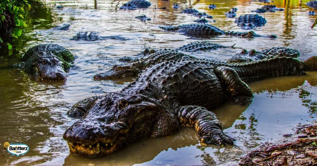 Cool Alligator Captions