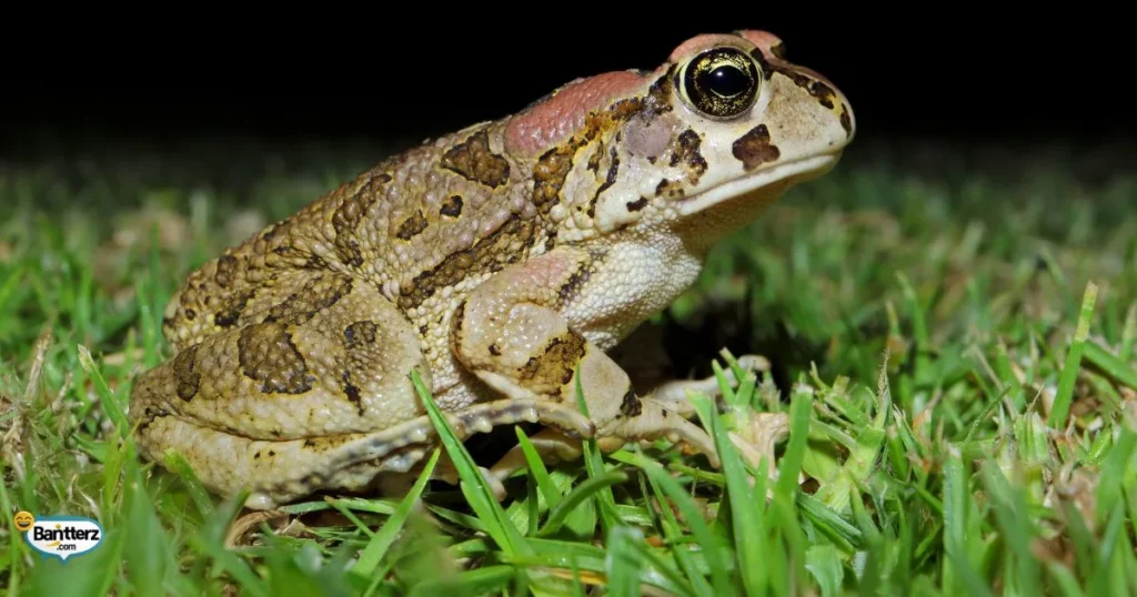 Funny Toad Puns For Kids