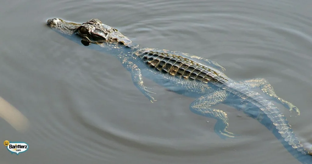 Gator Greetings And Snap Tastic Sayings