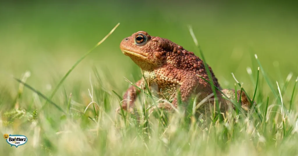 Questions And Answers Toad Puns