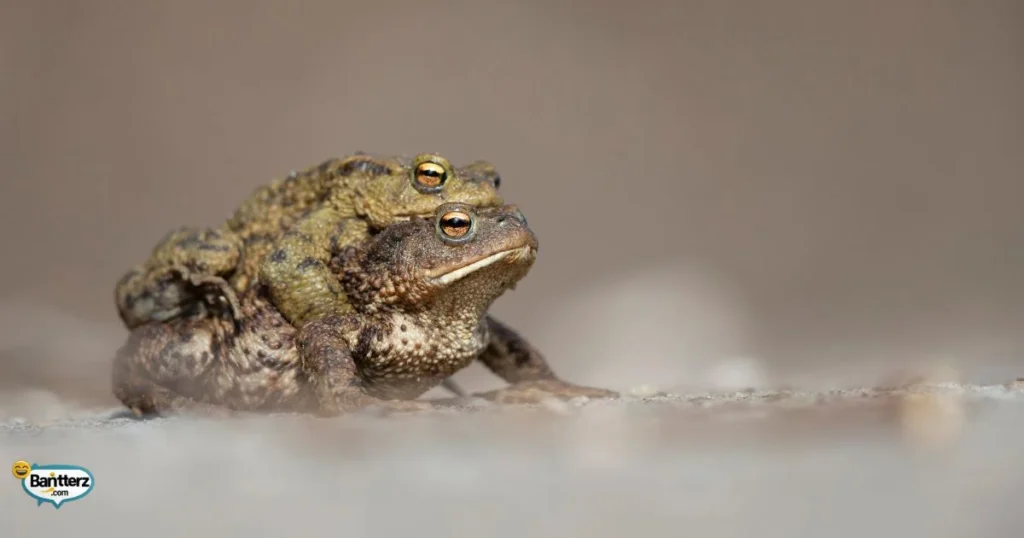 Toad Jokes For Adults