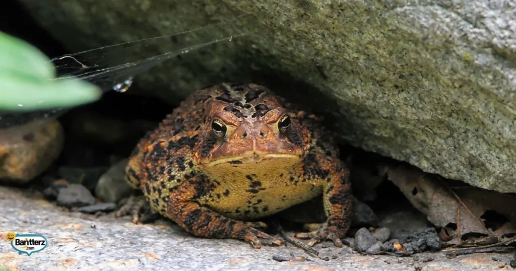 Toad Meme And Pun Fun
