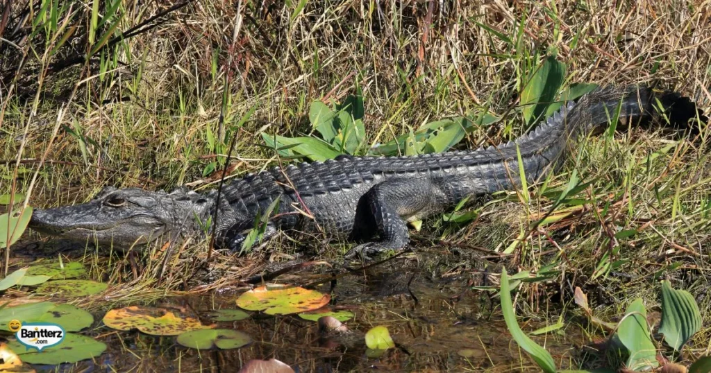 Witty Gator Puns One Liners