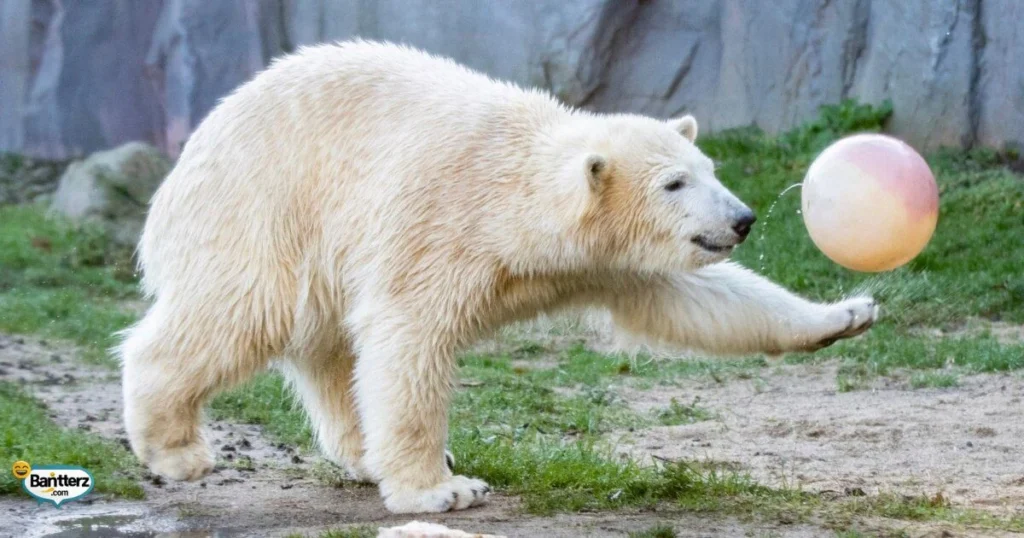 Clever Arctic Animal Humor