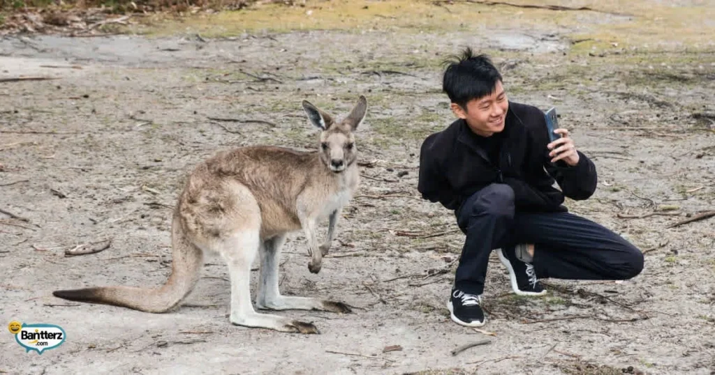 Dirty Kangaroo Puns Adults Love