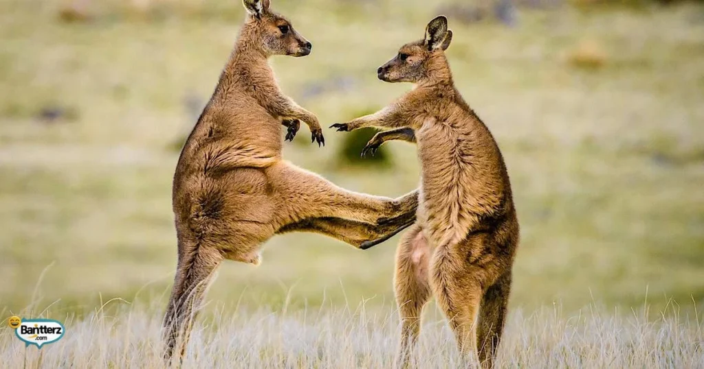 Flirty Kangaroo Puns