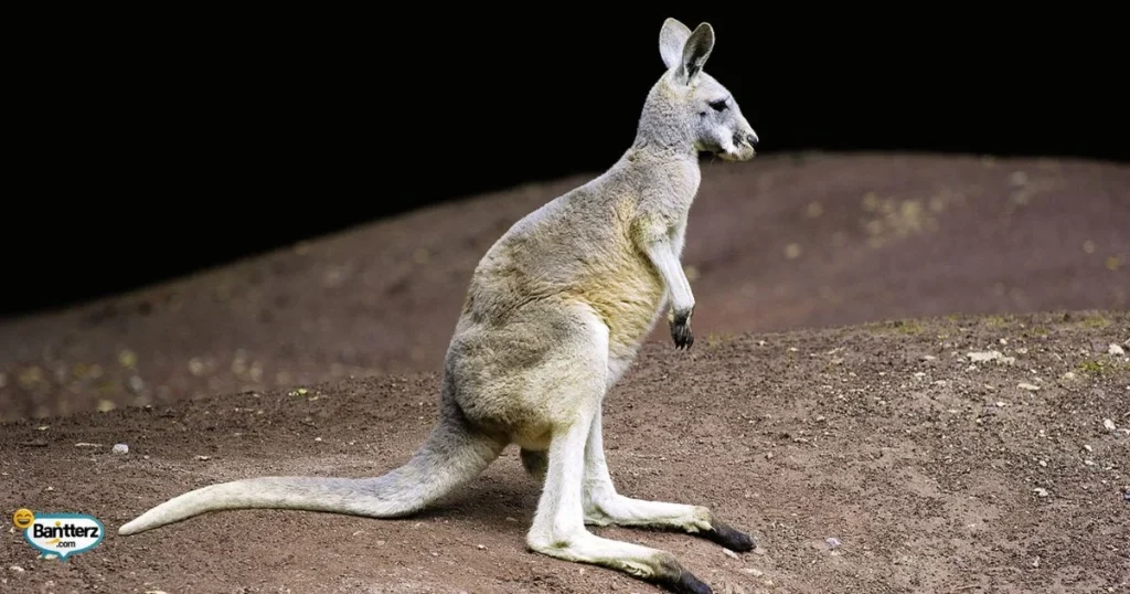 Funny Kangaroo Puns