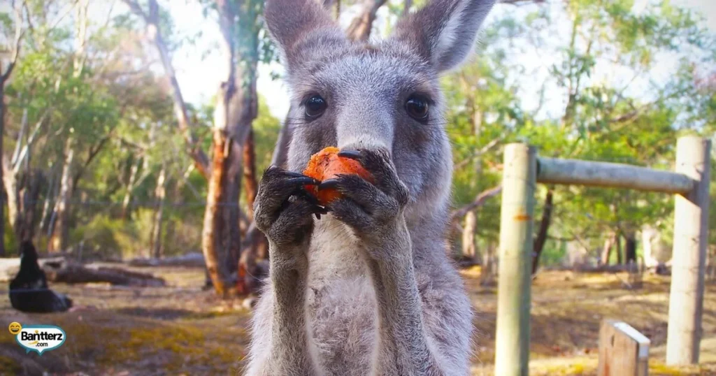 Memorable Kangaroo Puns