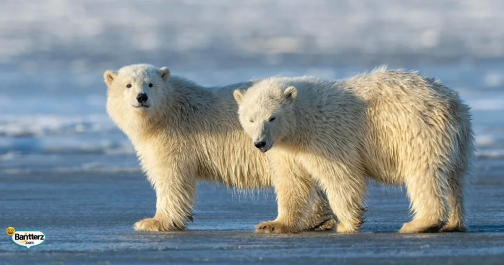 Polar Bear Joke Ideas