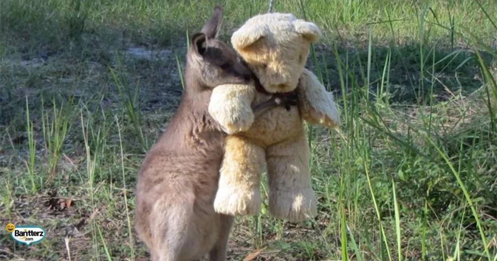 Romantic Kangaroo Puns