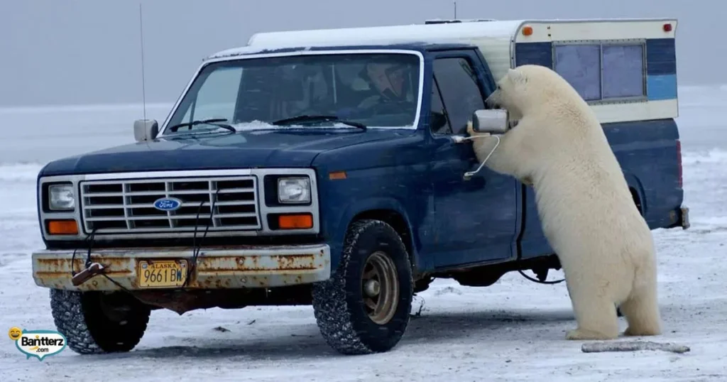 Romantic Polar Bear Weigh Joke