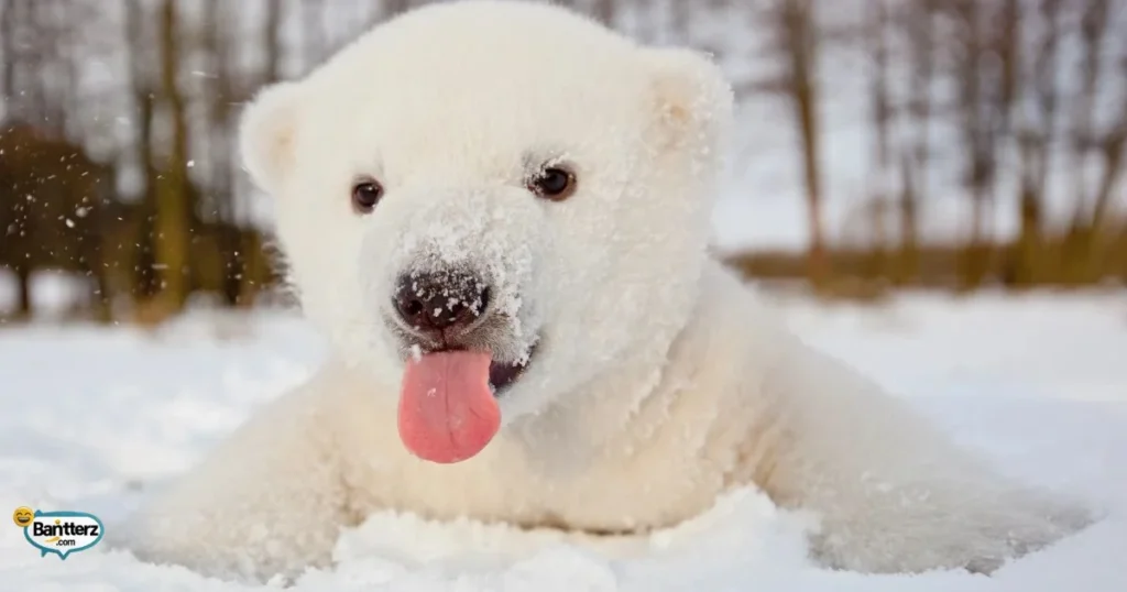 Short Polar Bear One Liners