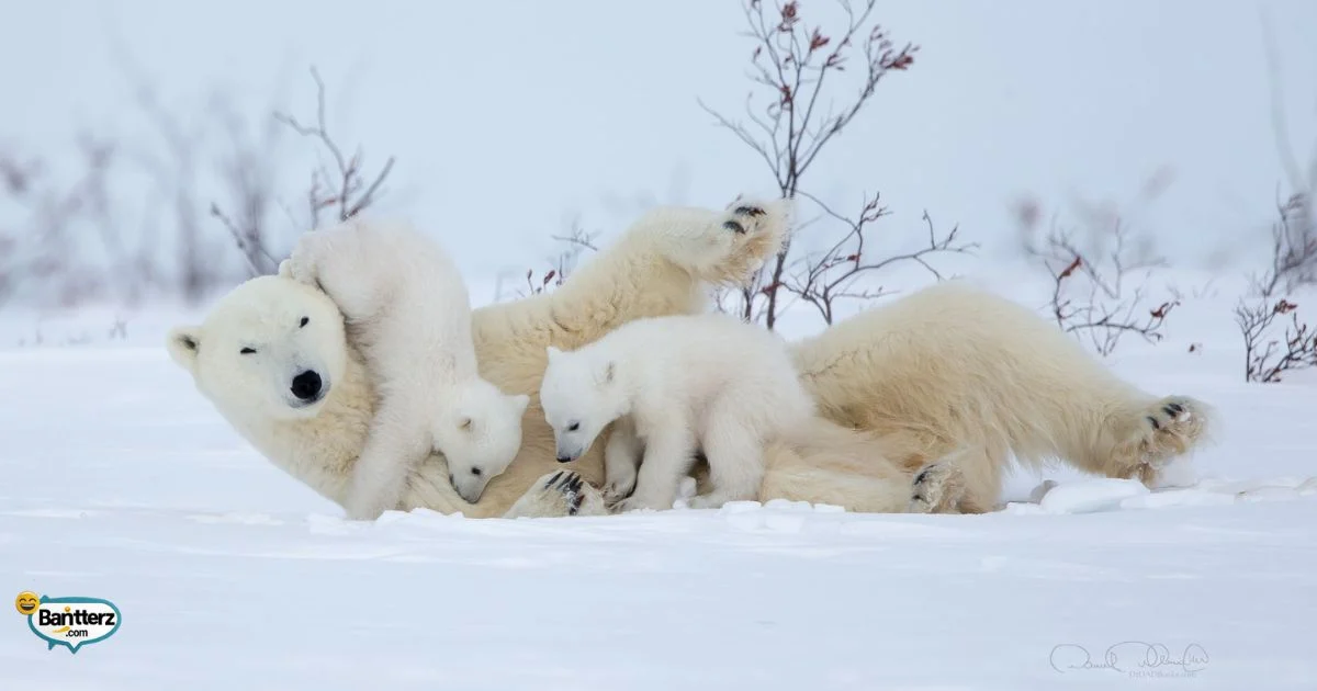 Polar Bear Weigh Joke